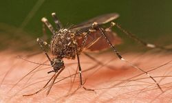 İstanbul Valiliğinden kamu kurumlarına yazı!