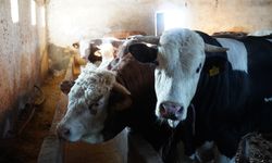 Maliyetler arttı, kurbanlık fiyatları yükseldi!