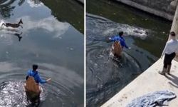 Sulama kanalına düşen karaca kurtarıldı