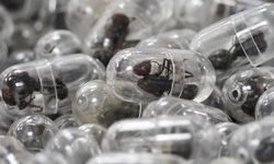 Valizde 2 bin canlı karınca!