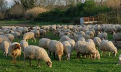 "Mera yasağına" ilişkin Bakanlıktan açıklama!