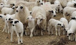 Hayvancılıkta Yeni Hamle: Üreticiye 100 Baş Küçükbaş Desteği