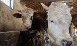 Bakanlıktan vatandaşlara kurbanlık uyarısı!