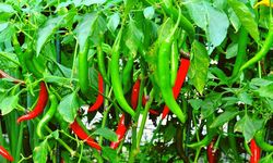 Biber şampiyon oldu