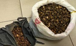 Salep orkidesi yumrularını toplayan kişiye ceza kesildi!