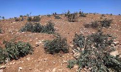 İşgalciler, Batı Şeria'da zeytin ağaçlarını söktü, Filistinli çobanlara saldırdı