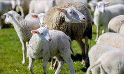 "Kırsalda Bereket Küçükbaşa Destek" projesine başvurular başladı