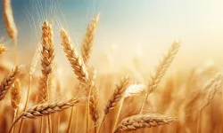 Gıda krizi patlamak üzere