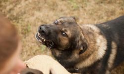 Zincirsiz köpek ihmalinin bedeli! Yargıtay 2 milyon liralık tazminatı onadı!