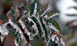 Türkiye genelinde alarm: Sağanak, kar, don geliyor