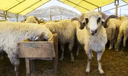 Kurban Bayramı tatili 9 gün olacak mı? Bakandan yanıt