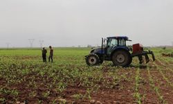 Tarımsal destek ödemeleri çiftçilerin hesaplarına aktarılacak!