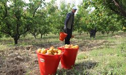 Tescilli Mut kayısısında hasat mesaisi başladı