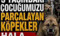 HÜDA PAR Van İl Başkanı: 5 yaşındaki çocuğumuzu parçalayan köpekler hala toplanmadı