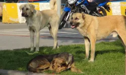Van'da köpek dehşeti sürüyor: Camiye giden çocuğa 5 köpek saldırdı
