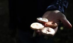 Mantar zehirlenmesi şüphesiyle hastaneye kaldırılan hamile kadın ile bebeği yaşamını yitirdi