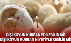 Dişi koyun kurban edilebilir mi? Dişi koyun kurban niyetiyle kesilir mi?