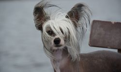 Bir buçuk milyar nüfuslu Çin, köpek sorununu nasıl çözdü?
