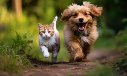 Kediler ve köpekler Hantavirüsü insanlara bulaştırabilir mi?