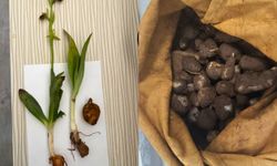 6 Kilogram kaçak salep ele geçirildi!