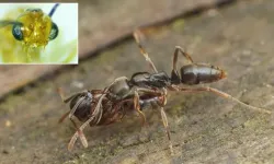 Çin'e ait zehirli ve ölümcül böcek ülkeyi istila etti.. Biyolojik savaş mı?