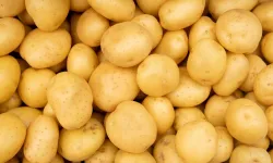 Patates fiyatları yüzde 700 fırladı