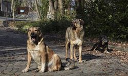 İstanbul Valisi Davut Gül: Sokaklarda sahipsiz tek bir köpek bulunmayacaktır!