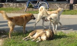 Vakasız gün yok: Köpek saldırılarına ihmal tepkisi!