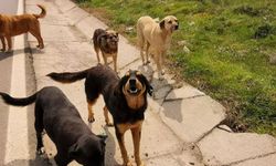 Mama lobisini hatırlayalım...460 milyar liralık sektör