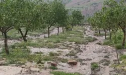 Dolu yağışı tarım alanlarında zarar verdi!