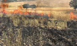 Diyarbakır’da buğday ekili alanda yangın!