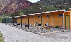 42 bin metrekareyi köpeklere değil üretim için gençlere verin sayın başkan!