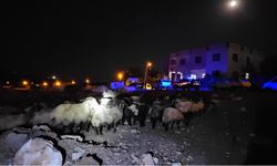 Rögar suyunu içen 32 küçükbaş hayvan telef oldu