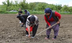 Belediye desteğiyle Ladik fasulyesi üretimi yapılıyor