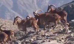 Bu kareler Türkiye'den! Kurtlar dağ keçilerini böyle avladı