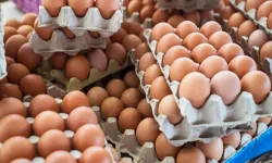 Türkiye yumurtasına talep patladı.. İşte nedeni