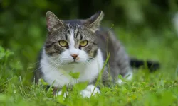 Kedi kesen örgüt çökertildi, 400 kedi kurtarıldı