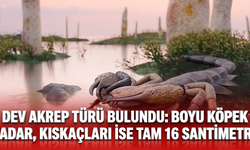 Dev akrep türü bulundu: Boyu köpek kadar, kıskaçları ise tam 16 santimetre