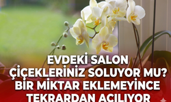 Evdeki salon çiçekleriniz soluyor mu? Bir miktar ekleyince tekrardan açılıyor