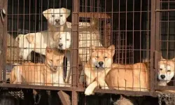 Köpek eti yasaklandı: Yüz binlerce köpek kayıp