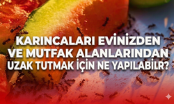 Karıncaları evinizden ve mutfak alanlarından uzak tutmak için ne yapılabilir?