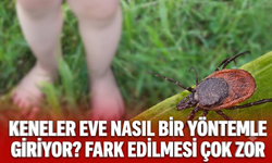 Keneler eve nasıl bir yöntemle giriyor?  Fark edilmesi çok zor