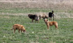 Şanlıurfa'da çocuğun sahipsiz köpeklerin saldırısına uğramasına ilişkin müfettiş görevlendirildi