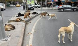 Vakasız gün yok! Bakan Çiftçi'den sahipsiz sokak hayvanlarına ilişkin açıklama