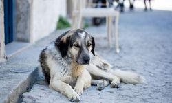 NATO liderleri için sokaklar köpeklerden temizleniyor.. Madem utanıyorsunuz vatandaşa niye reva görüyorsunuz?