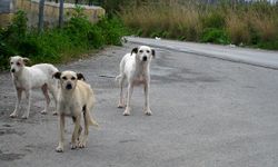 Güzel haber: Sokak köpeği saldırıları sonrası 3 belediyeye inceleme