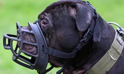Çocukların köpeklerle yalnız bırakılmasını yasaklamaya hazırlanıyorlar