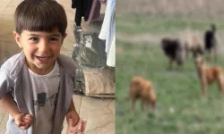 Köpek saldırısında hayatını kaybetti: Belediye Başkanı hakkında soruşturma izni