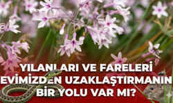 Yılanları ve fareleri evimizden uzaklaştırmanın bir yolu var mı?
