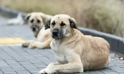 Ankara'da toplanan başıboş köpek sayısı açıklandı